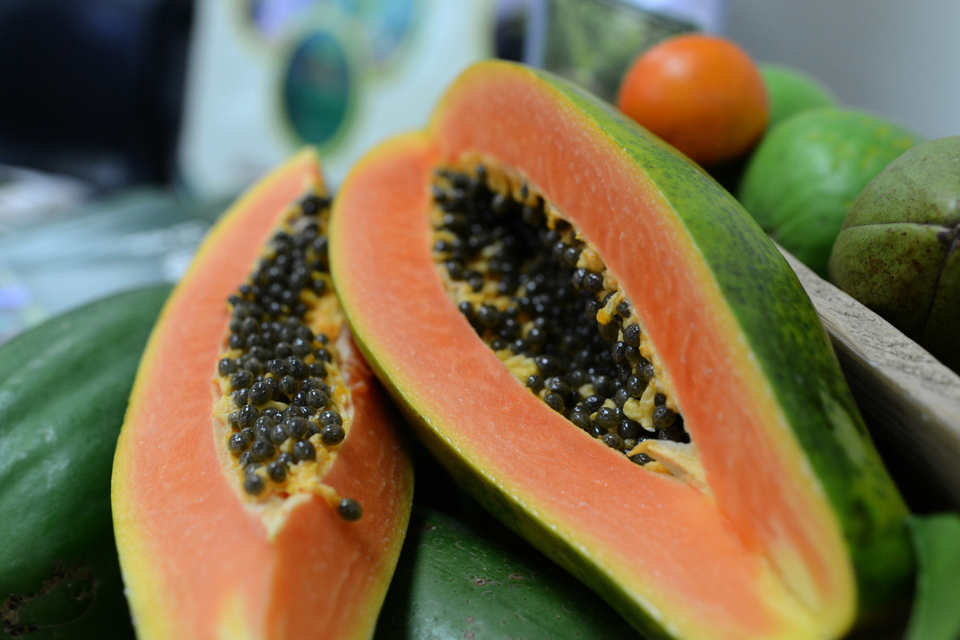 Híbridos de papaya ‘‘Pococí’’'