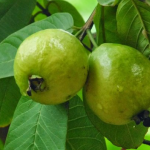 Variedad de Guayaba “Garita”