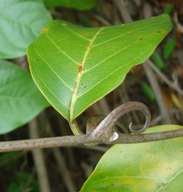 Extractos fenólicos Uncaria tomentosa (Uña de gato)